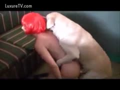 Masked white bitch in a red wig getting screwed by her dog whilst hubby watches 